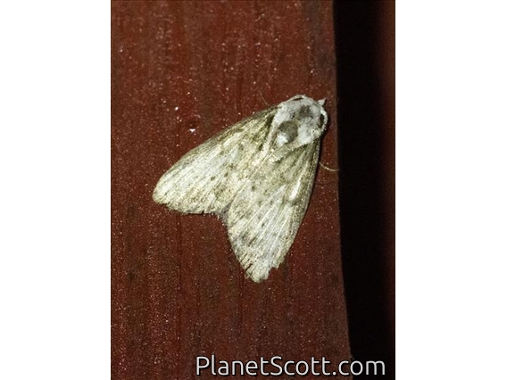Tufted Moth (Nolidae sp)