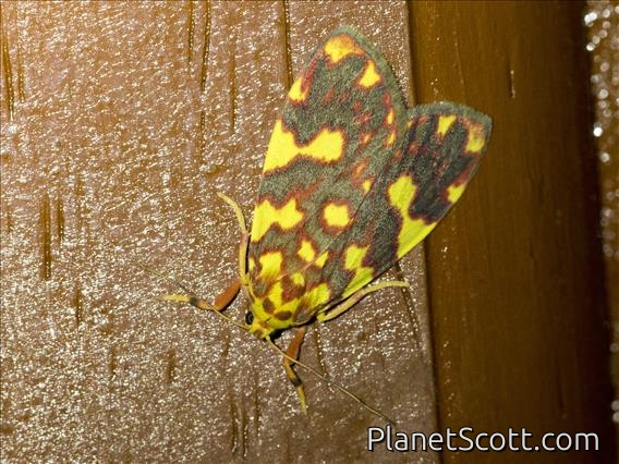 Nudariina Moth (Cyme xantherythra)