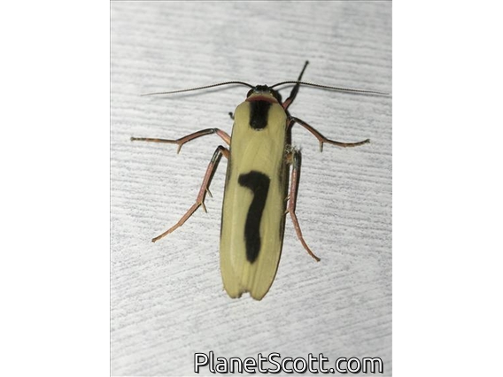 Lichen Moth (Oeonistis bicolora)