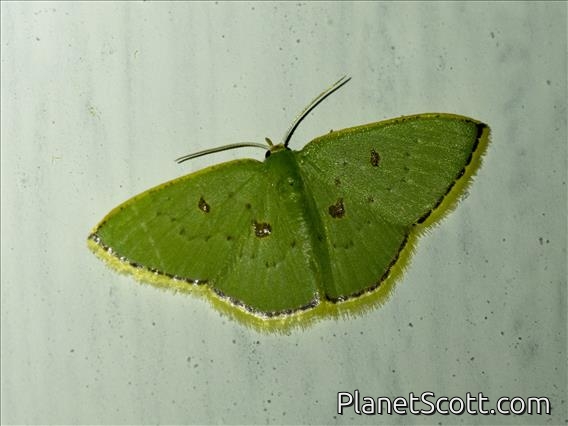 Hemitheini Moth (Comostola leucomerata)