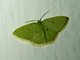 Hemitheini Moth (Comostola leucomerata)