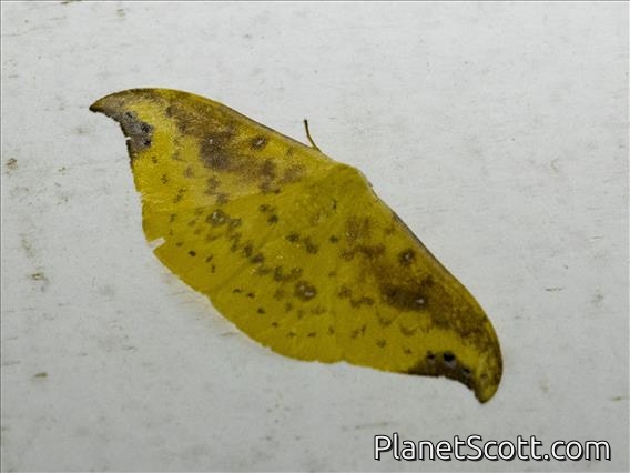 Hooktip Moth (Tridrepana examplata)