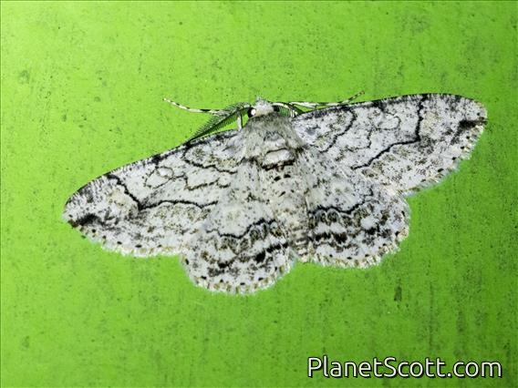 Boarmiini Moth (Cleora compectinata)