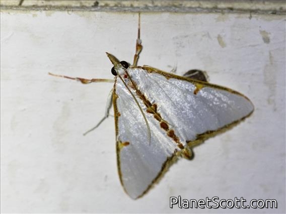 Margaroniini Moth (Cirrhochrista brizoalis)