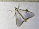 Pearl Moth (Cirrhochrista arcusalis)
