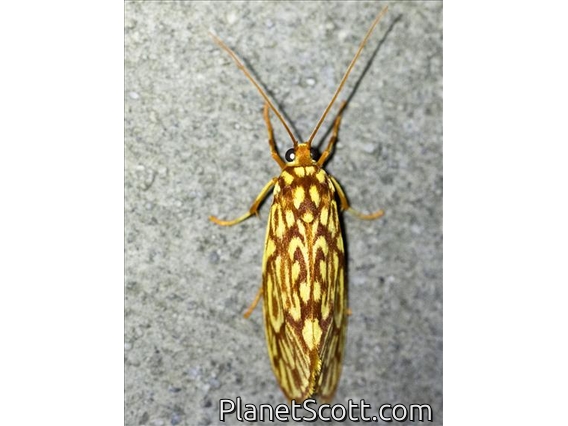 Burnett Moth (Lactura pyronympha)