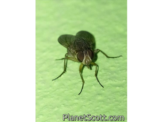 Phaoniinae Fly (Dichaetomyia sp)