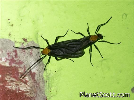 Lovebug (Plecia sp)