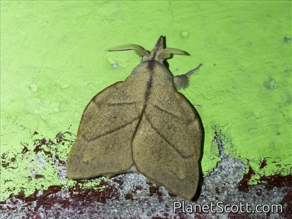Odonestini Moth (Arguda sp)