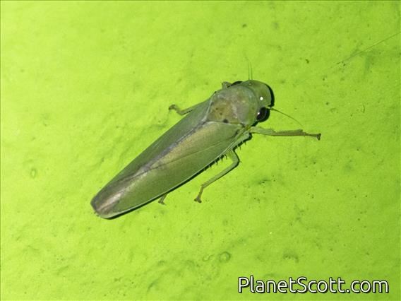 Cicadellini Leafhopper (Cicadella sp)