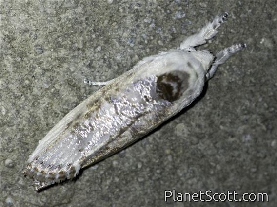 Timber Moth (Arignota parallelaria)