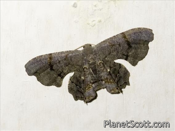 Scoopwing Moth (Dysaethria sp)