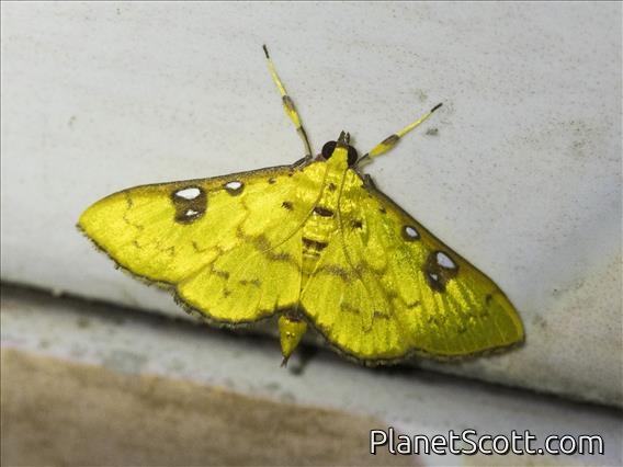 Trichaeini Moth (Archernis callixantha)