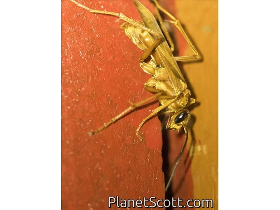 Spider Wasp (Pompilidae sp)