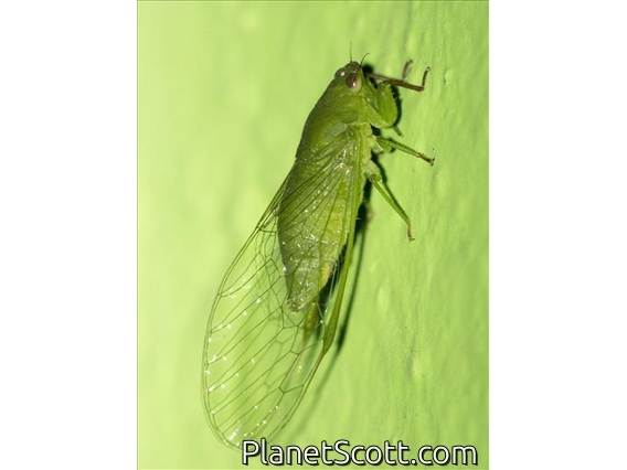 Chlorocystini Cicada (Chlorocystini sp)