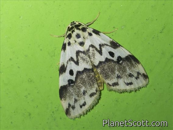 Lichen Moth (Eugoa sp)