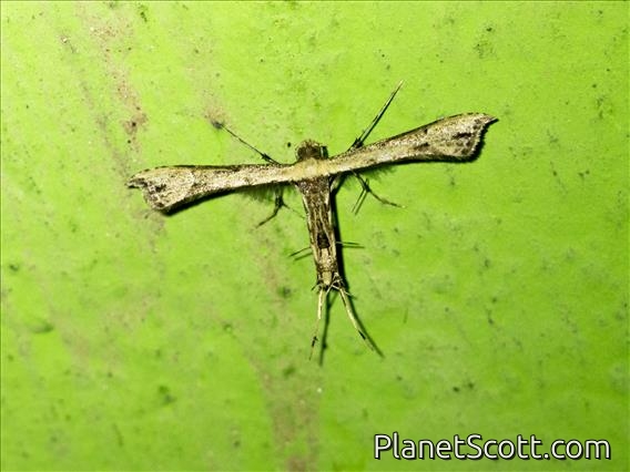 Plume Moth (Ochyrotica sp)