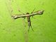 Plume Moth (Ochyrotica sp)
