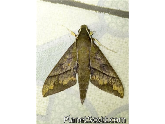 Sphinx Moth (Gnathothlibus meeki)
