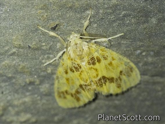 Tussock Moth (Lymantriinae sp)