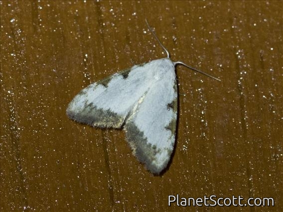Tufted Moth (Nolinae sp)