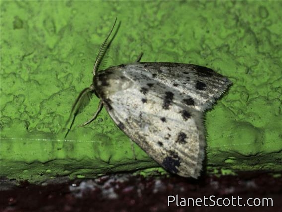 Roeseliidina Moth (Manoba punctatissima)