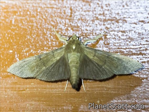 Pyralid Snout Moth (Pyralidae sp)