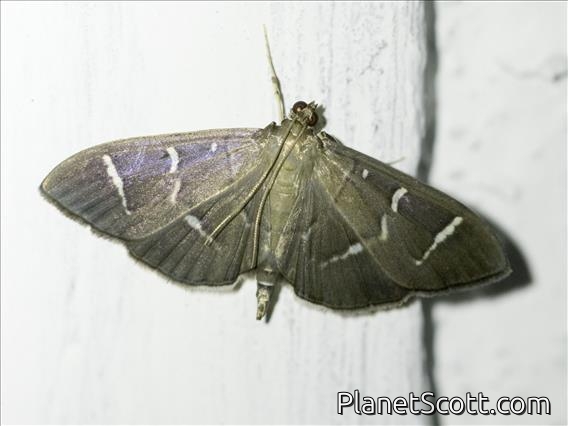 Crambid Snout Moth (Crambidae sp)