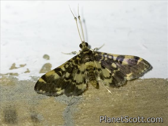Pearl Moth (Spilomelinae sp)