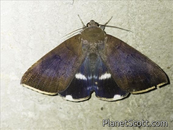 Poaphilini Moth (Achaea serva)