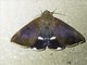 Poaphilini Moth (Achaea serva)