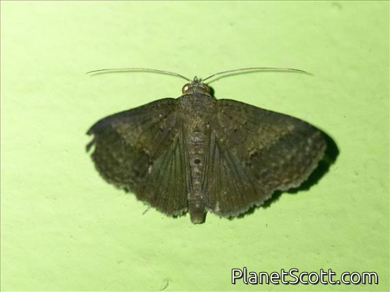Odontodini Moth (Lophoptera brunnistis)