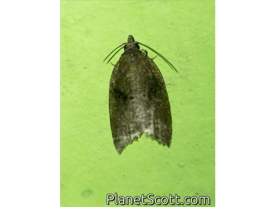 Tortricid Leafroller Moth (Tortricidae sp)