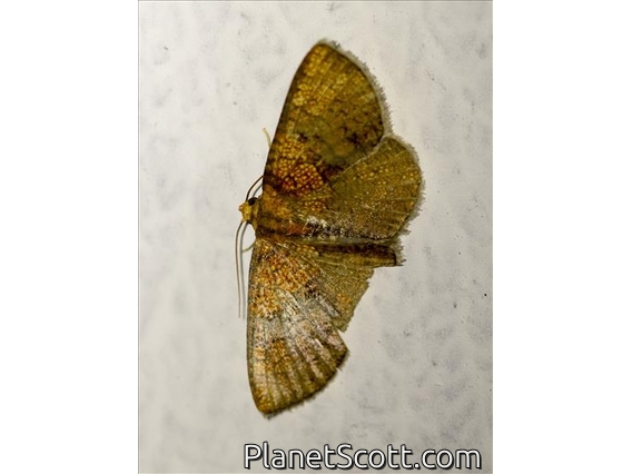 Crambid Snout Moth (Crambidae sp)