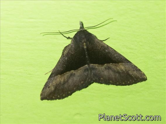 Hypenine Snout Moth (Hypena laesalis)
