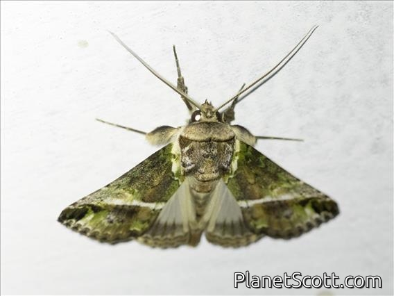 Tufted Moth (Risoba avola)
