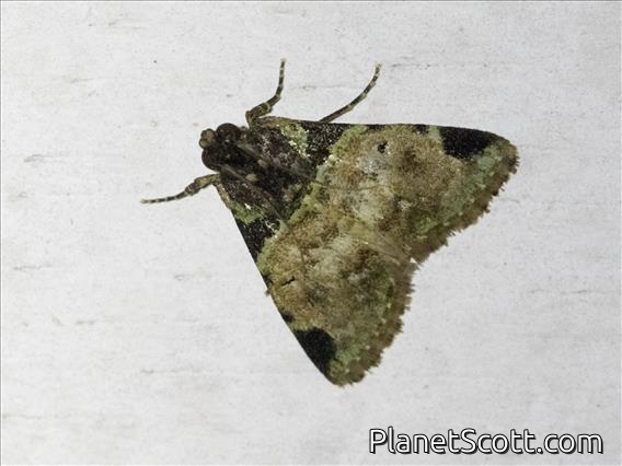 Epipaschiinae Moth (Epipaschiinae sp)