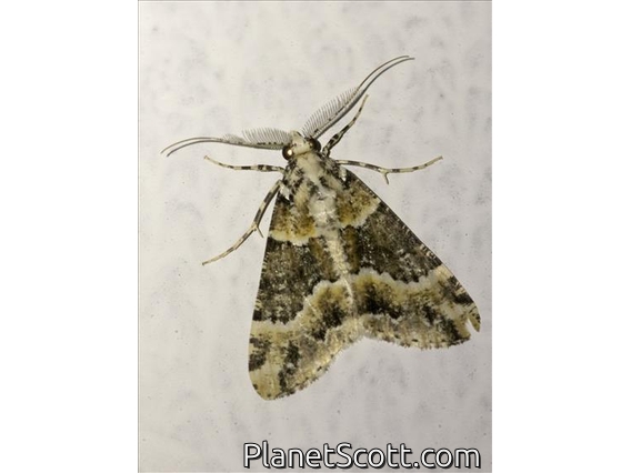 Boarmiini Moth (Alcis nigriscripta)