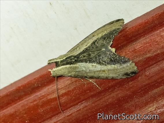 Stictopterini Moth (Stictoptera sp)