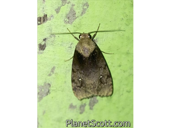 Lichen Moth (Siccia pyralina)