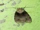 Lichen Moth (Siccia pyralina)
