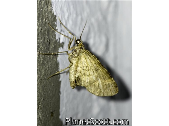 Geometer Moth (Geometridae sp)