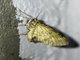 Carpet Moth (Larentiinae sp)