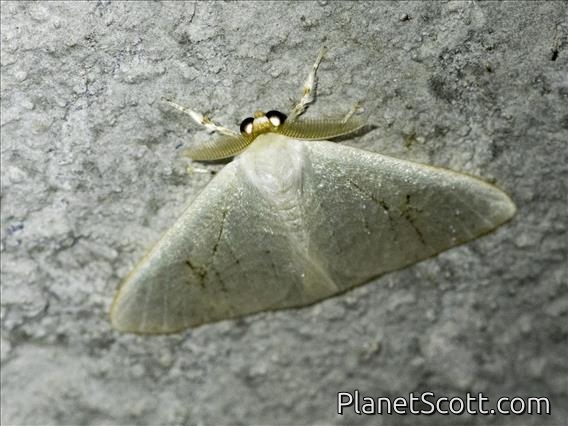 Arctornithini Moth (Arctornithini sp)