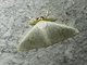 Tussock Moth (Arctornis sp)