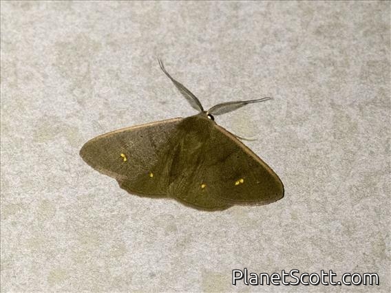 Ennominae Moth (Casbia sp)