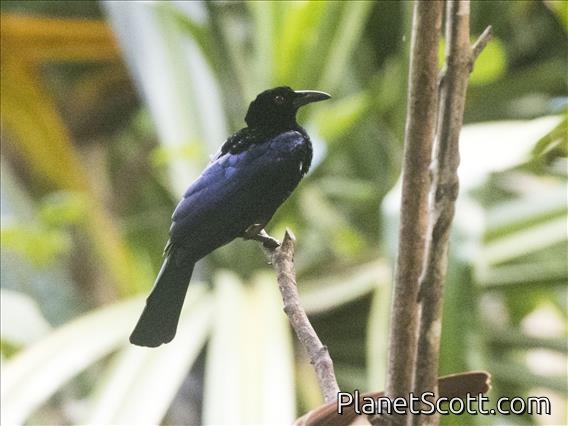Crinkle-collared Manucode (Manucodia chalybatus )