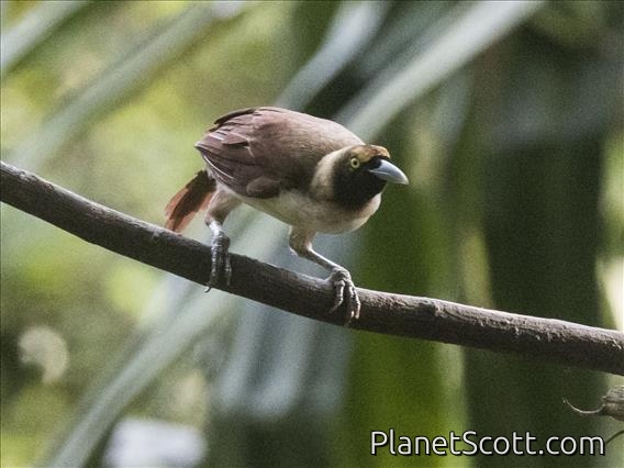 Lesser Bird-of-Paradise (Paradisaea minor)