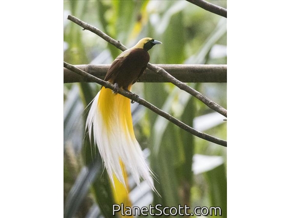 Lesser Bird-of-Paradise (Paradisaea minor)