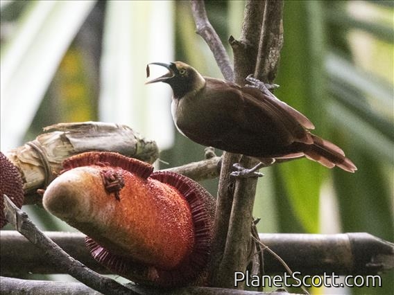 Lesser Bird-of-Paradise (Paradisaea minor)